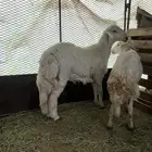 طلي فحل للبيع