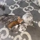 قطوه وعياله