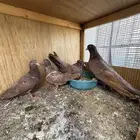 حمام مصري مالطي فاخر