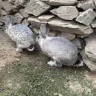 ارانب فرنسيه للبيع ذكر وانثى