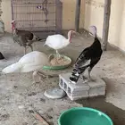 ديك رومي