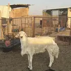 فحل حري مشروط نسف وقريع