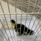 بطط
