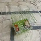 بط للبيع