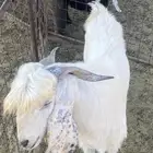 تيس فحل ثني جنوب المذنب