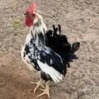 ديوك كويتيه