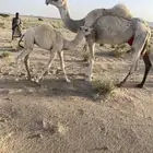 خلفه هديه تحتها قعود علا ولد الحاكم ومشروطه من جميع اشروط