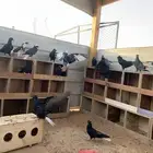 طبات على الترسيم اهلها معاريف
