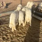 خرفان حريه