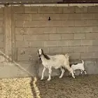 عنز والد طيبه