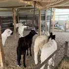 سواكن مرابي