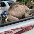 قعود