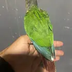 كنيور نهاية غر