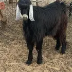 تيس جذع بخصه مقفل شحم والي يبيه فحل مره حار