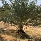 نقايل نخل شيشي