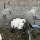 خرفان نعيمي وتيوس