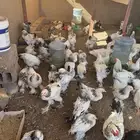 دجاج براهما