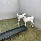 جفرتين بيشيات