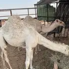 حشو قصب للبيع