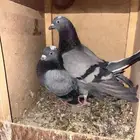 جوز حمام قطيفي قلاب زرق