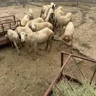 كباشه للبيع