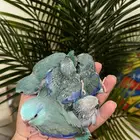 فراخه ميني روز (بارتوليت)