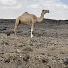 لقحه في 7 شهور طيبه ام ثالث