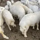 للبيع 16 خروف جبرات وكفو