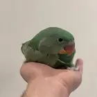 فروخ دره نيبالي ألكسندر