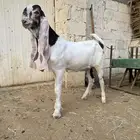 تيس كفو مشروع فحل