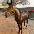 فرس