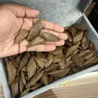 مزاد الخميس الونيس على عود مروكي