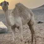 قعود فاخر ولباني