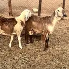 سواكن شحم ولحم