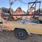 قعود بلدي كفو فل الفل الموقع نجران