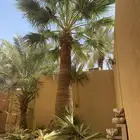 تنضيف وتكريب وتوريد وغرس