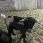 للبيع تيوس قزميه