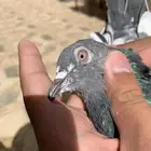 جوز باكستاني للبيع