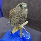 طير شبوط للبيع