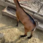للبيع تيس بلدي