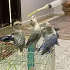 طيور روز