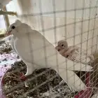 حمام صنعاوي مع فرخ