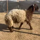 خروف طيب موجود بالملحمة