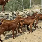 جفار او عنقان معزا دهم عدد 12( تم البيع)