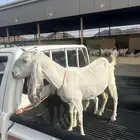 عنز