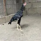 للبيع ديوك سندية