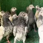طبات حمام باكستاني طيار ( تم البيع )