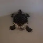 سلحفاة حجمها متوسط للبيع