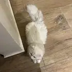 قطوه
