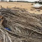 سعف نخل